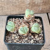 D5552 LITHOPS GEYERI pot10-H6-W10 cm MaMa Cactus Green Plant