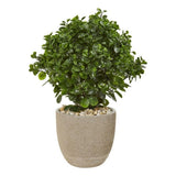 Nearly Natural 30" Peperomia Plant in Sand Stone Planter UV Resistant in Green Green Plant