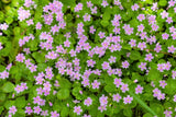 20 SIBERIAN SPRING BEAUTY Claytonia Sibirica aka Candy Flower, Pink Purslane, Si Flowering Plants