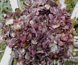 11 Dried Hydrangea Flowers Light Green, Dark Burgundy, Beige, Rustic SECONDS Hydrangea