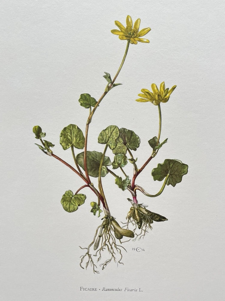 BOTANICAL PRINT YELLOW FLOWER ÒFICAIREÓ RANUNCULUS FICARIA Ranunculus