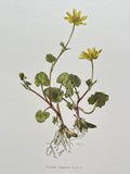 BOTANICAL PRINT YELLOW FLOWER ÒFICAIREÓ RANUNCULUS FICARIA Ranunculus