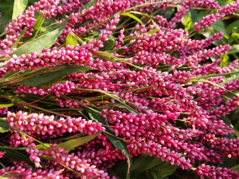 100 PINKWEED Smartweed Pink Knotweed Polygonum Wetland Flower Herb Seeds Flowering Plants