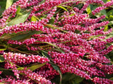 100 PINKWEED Smartweed Pink Knotweed Polygonum Wetland Flower Herb Seeds Flowering Plants