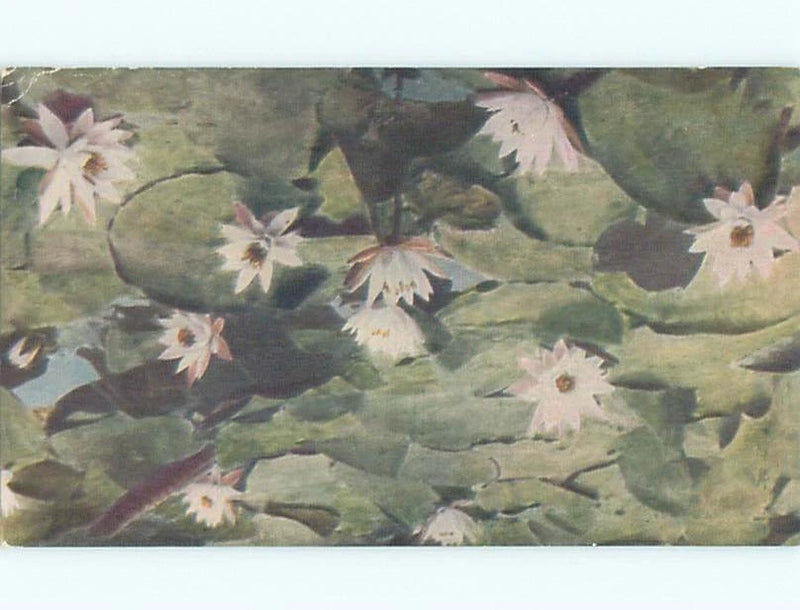 Vintage postcard with white water lily flowers on green water