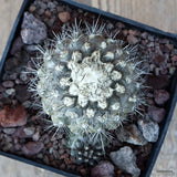 D3510 COPIAPOA HUMILIS V. LONGISPINA pot10-H6-W8 cm MaMa Cactus Green Plant