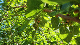 50 Assorted Size Mulberry Cuttings Dwarf Everbearing - Morus nigra Green Plant