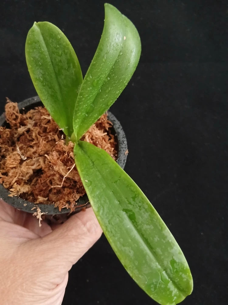 Orchid plant with long green leaves in a small pot with brown growing medium