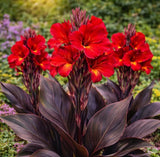3 Black Knight Canna Lily Premium Bulbs Ð Deep Red Blooms with Dark Foliage (3) Flowering Plants