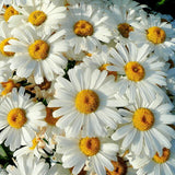 Shasta Daisy Seeds | Heirloom / Non-GMO | Free Shipping | Flower Seeds | 1178 Daisies
