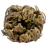 Rose of Jericho Dried Whole Plant 4-24 Pieces - Selaginella Lepidophylla Dried Flower