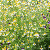 ROMAN CHAMOMILE Medicinal Fragrant Perennial Manzanilla Semillas FRESH Seeds Flowering Plants