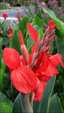 Lot of (7) RED Canna Lily Bulbs 5-7 ' Tall Plants Green Leaf Rhizomes -2026 CROP Lily