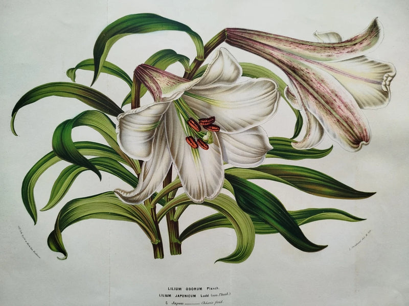 Lily Lilium Odorum fr. Japan - Van Houtte Flore de Serres Large Print - 1852 Lily