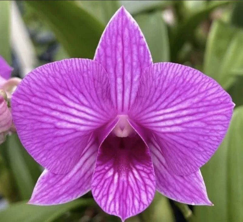 Purple orchid bloom with five rounded petals and prominent dark veins at center