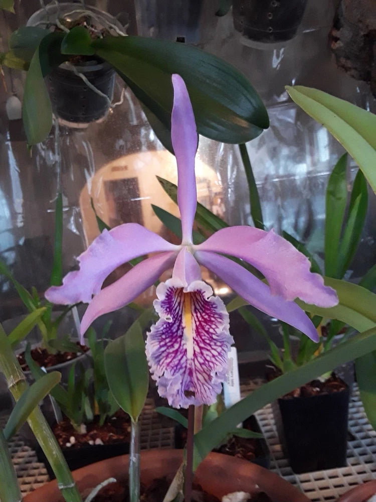 Cattleya maxima orchid bloom with lavender petals and purple speckled yellow lip