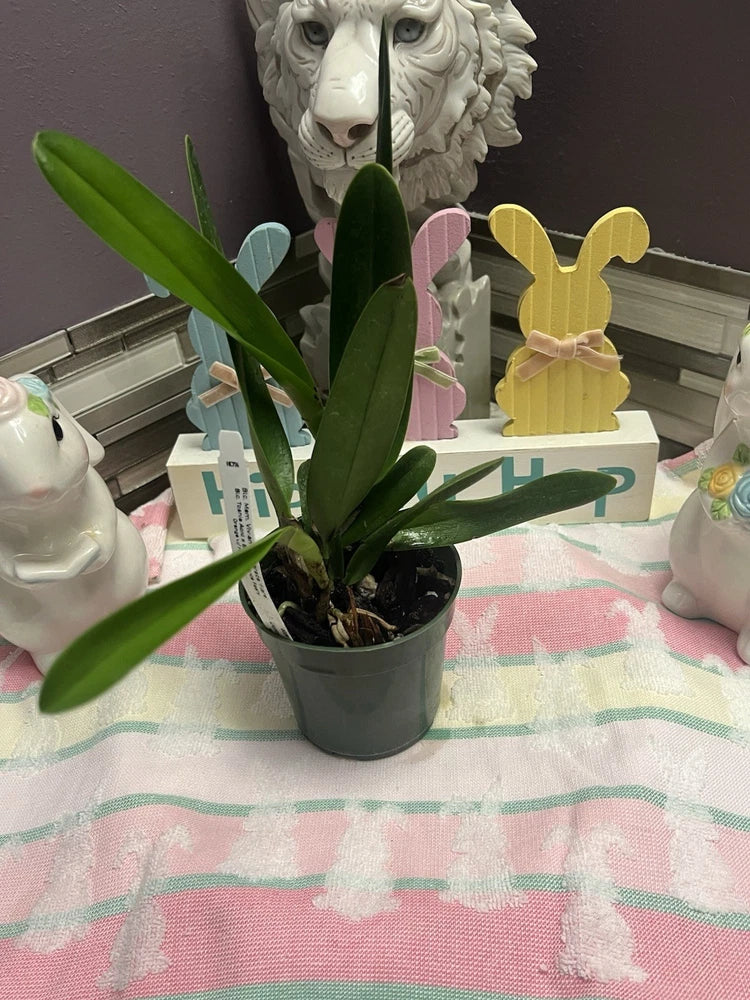Potted orchid plant with long green leaves in a black grow pot