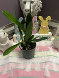 Potted orchid plant with long green leaves in a black grow pot