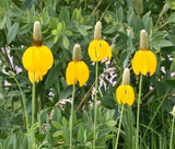 Long Headed Coneflower Seeds for Planting (100 Seeds) - Easy to Grow Garden Plants