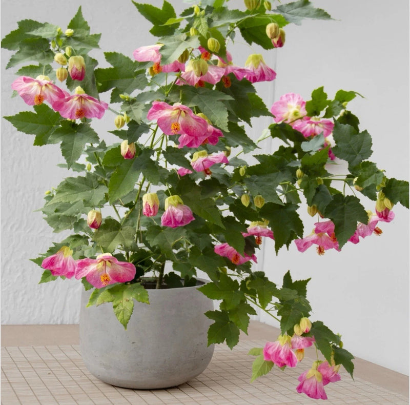 Pink Abutilon Flowering Maple SMALL ROOTED STARTER Plant Garden Plants