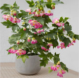 Pink Abutilon Flowering Maple SMALL ROOTED STARTER Plant Garden Plants