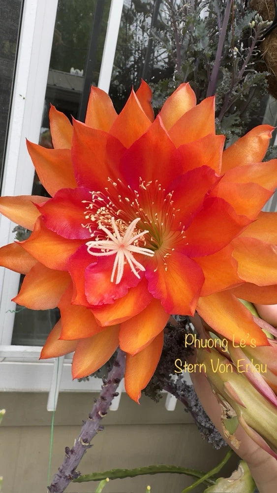 Epiphyllum orchid cactus plant with large orange-red flower on branching stems