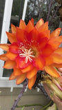 Plant Epiphyllum Orchid Cactus 