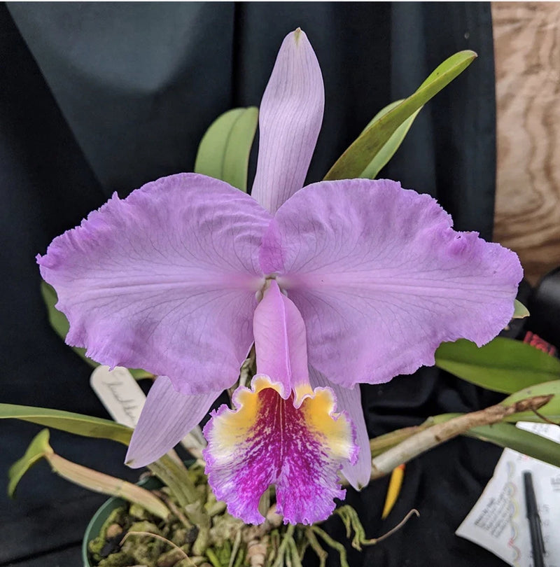 Purple Cattleya orchid flower with frilly petals and magenta-yellow center lip