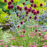 25 Bulb Drumstick Allium Flower Bulbs Fall Planting Green-Purple Spring Blooming Garden Plants