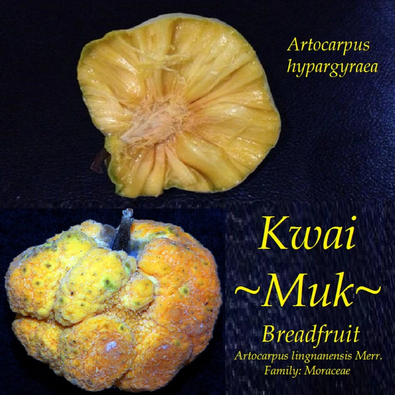 Yellow breadfruit fruit, whole and sliced halves on a dark background