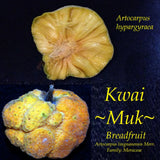 ~KWAI MUK~ Artocarpus hypargyraeus Rare Fruit Tree Live 48+inch Plant Orchids