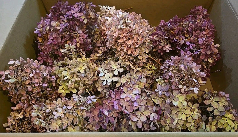 Dried hydrangea stems flowers antique patina pink beige  peegee, 16 Flowers Hydrangea