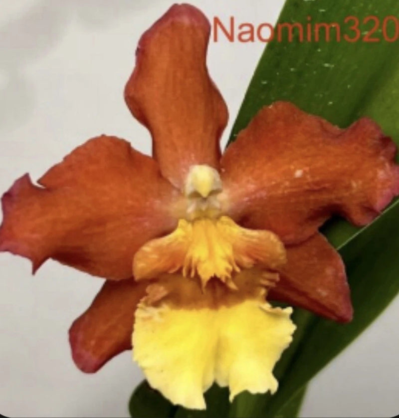 Orange orchid bloom with yellow center and green leaves