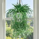 2 Rooted Spider Plant Cuttings Ð Healthy Chlorophytum Offshoots Ð Fast-Growing Green Plant