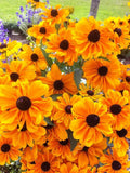 250 Dwarf MARMALADE RUDBECKIA Hirta Black Eyed Susan Gloriosa Daisy Flower Seeds Daisies