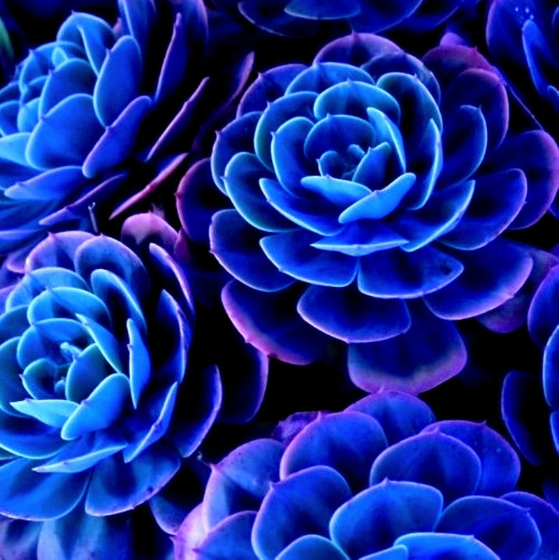 ===SUCCULENT== SS0074 Living Stones Flower Succulent Cactus Rare Succulent seeds Orchids