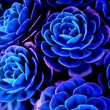 ===SUCCULENT== SS0074 Living Stones Flower Succulent Cactus Rare Succulent seeds Orchids