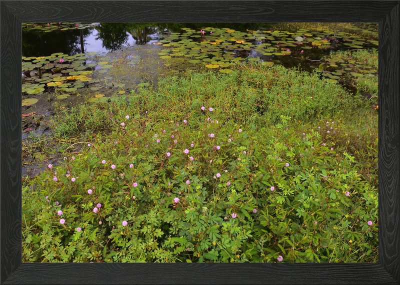 Lily Pond with Mimosa flowers Framed Wall Art Poster Canvas Print Picture Lily
