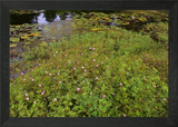 Lily Pond with Mimosa flowers Framed Wall Art Poster Canvas Print Picture Lily