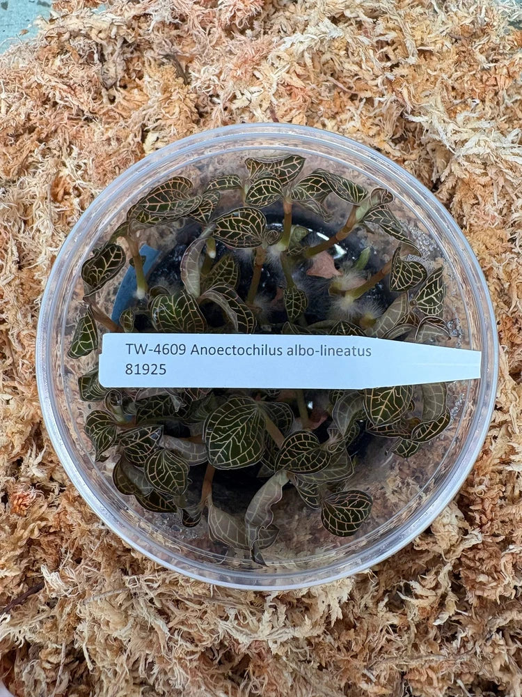 Orchid seedlings in clear plastic container, dark green leaves with gold veining