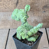 D5755 MYRTILLOCACTUS GEOMETRIZANS CRESTED pot10-H15-W16 cm MaMa Cactus Green Plant