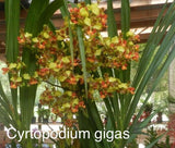 Orchid Cyrtopodium gigas - bare root Orchids
