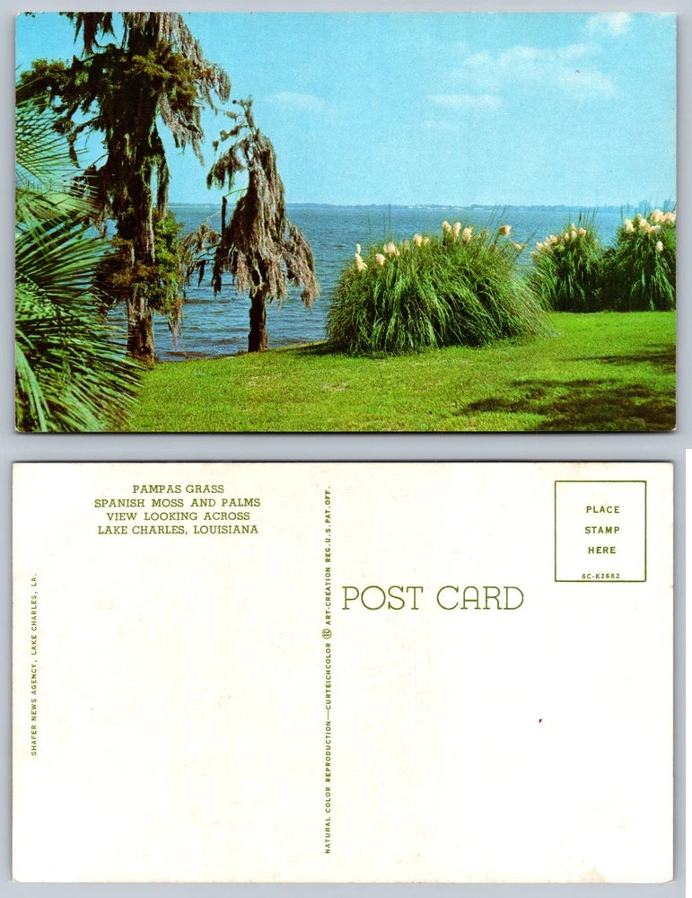 Pampas Grass Lake Charles Louisiana Postcard Pampas Grass