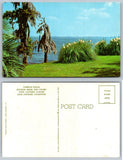Pampas Grass Lake Charles Louisiana Postcard Pampas Grass