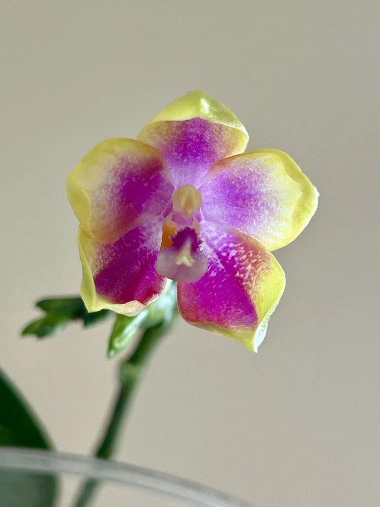 Orchid flower with yellow-green petals and purple center, single bloom