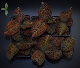 Golden Jewel Orchid - Anoectochilus chapensis - Live - Exotic Terrarium Plant Orchids