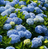 2 Nikko Blue Hydrangea Rooted Cutting and No Leaves 8-12" Tall,Dormant in Winter Hydrangea