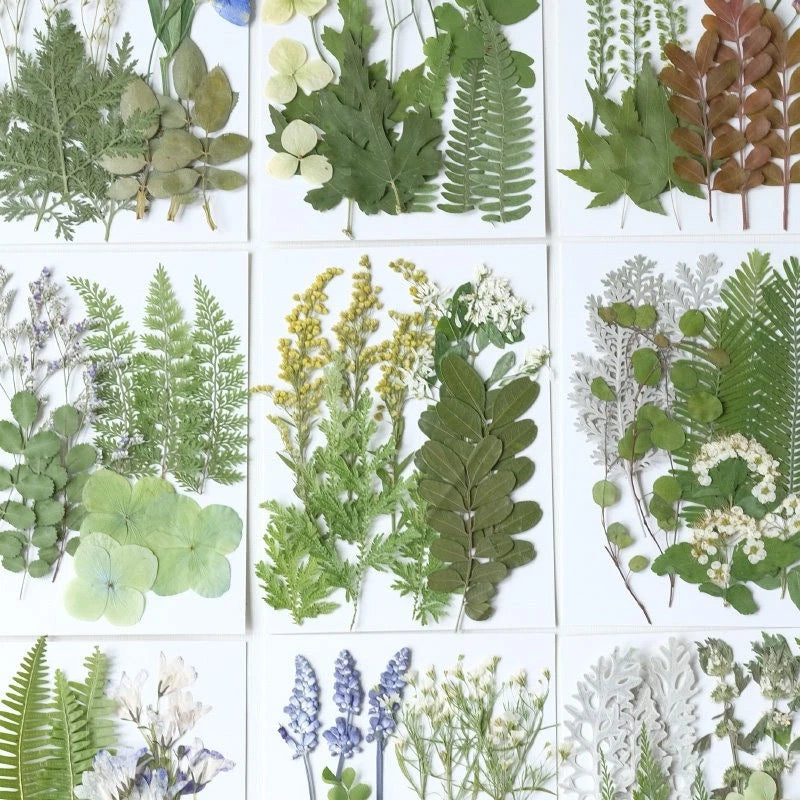 Assorted pressed dried leaves set, green and natural leaves for resin and DIY crafts