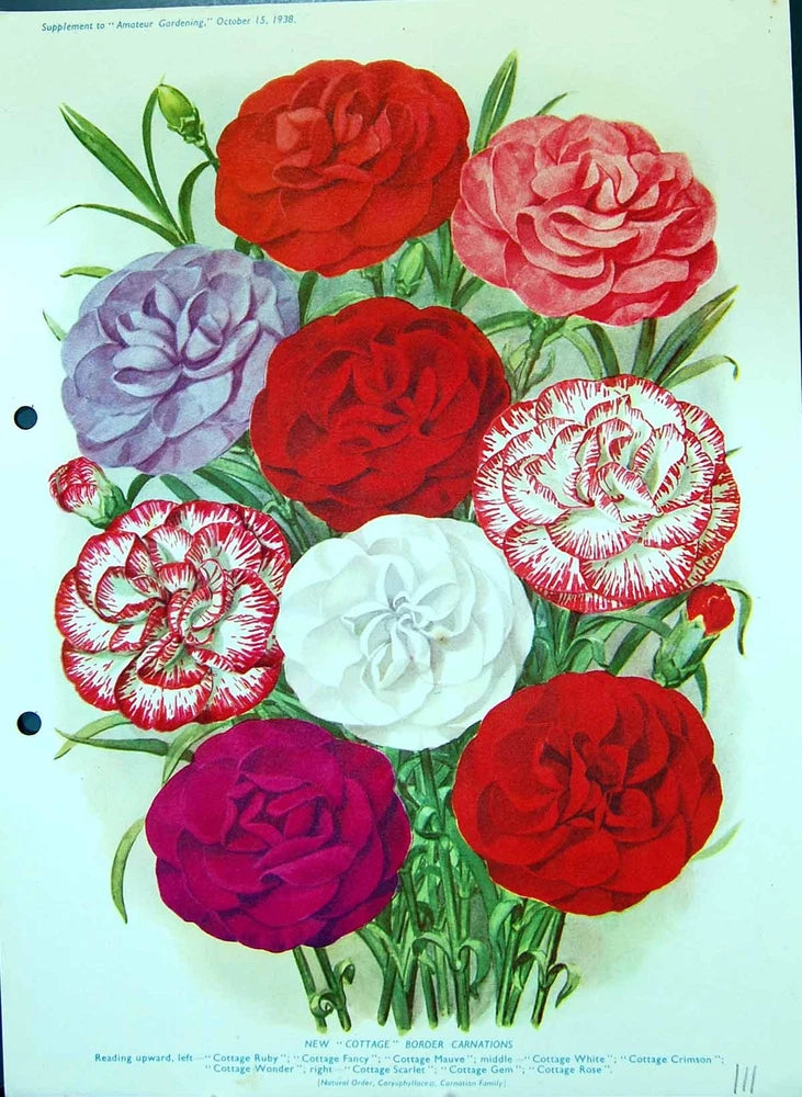 Old Colour Flowers Carnations Cottage Ruby Fancy Mauve Crimson Scarle Carnation