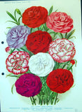 Old Colour Flowers Carnations Cottage Ruby Fancy Mauve Crimson Scarle Carnation